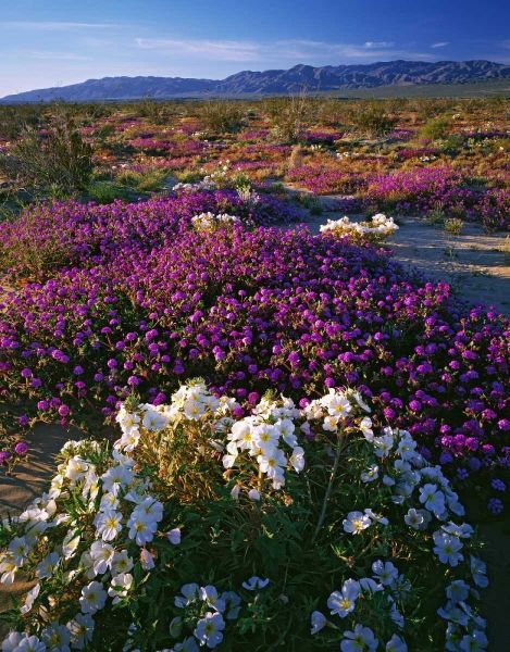 CA, Anza-Borrego SP Desert Wildflowers in bloom